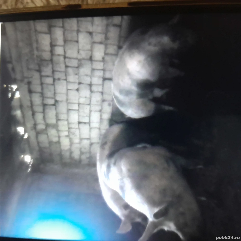 Vând 3 porci rasa pietrean grași crescuți bio.