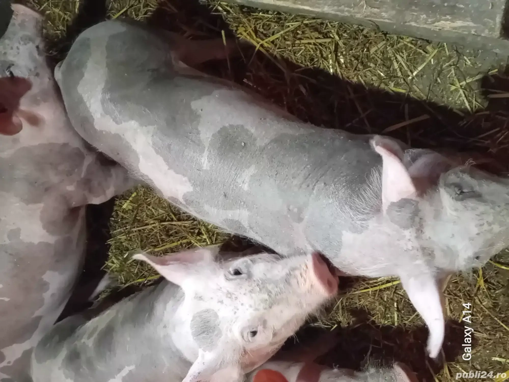 soldani petreni si landras