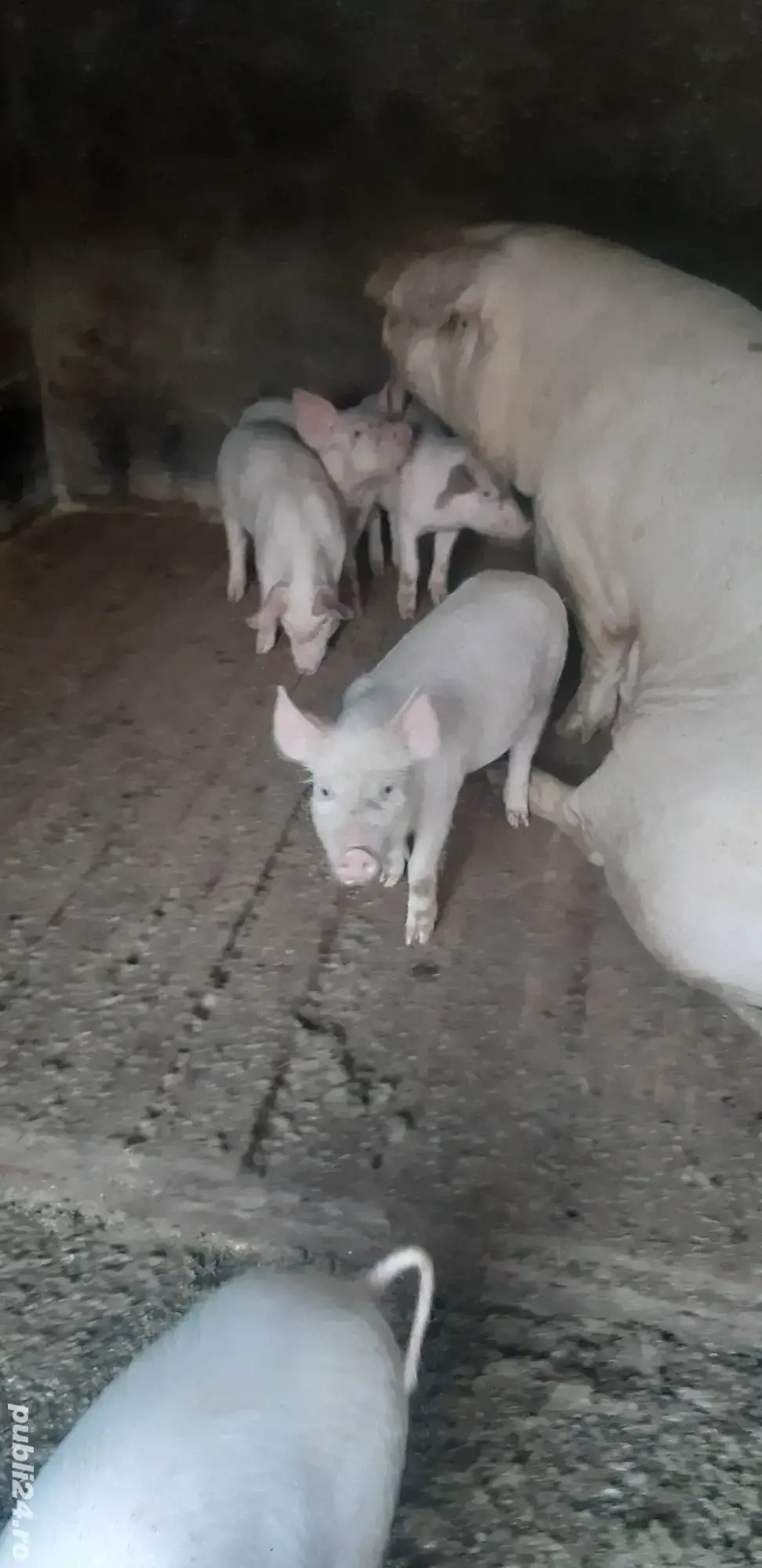 Grasuni Marele Alb Cu Landrace