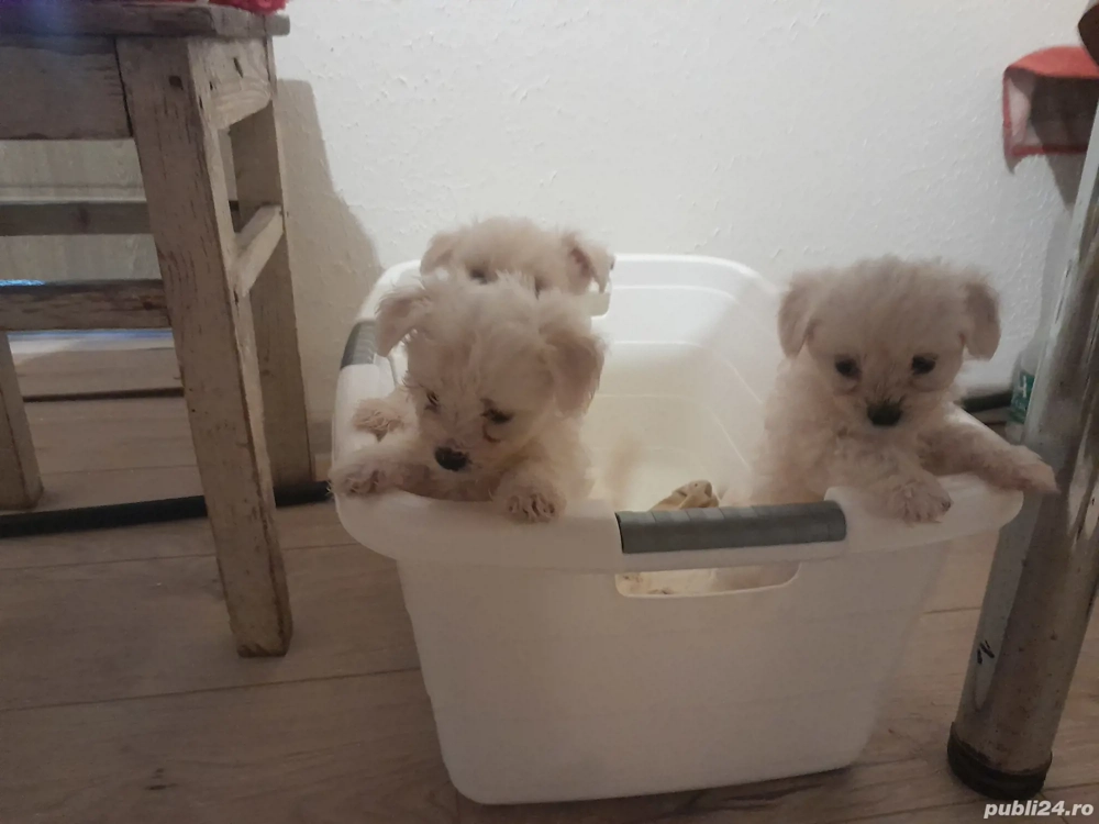 Doua cățelușe disponibile!