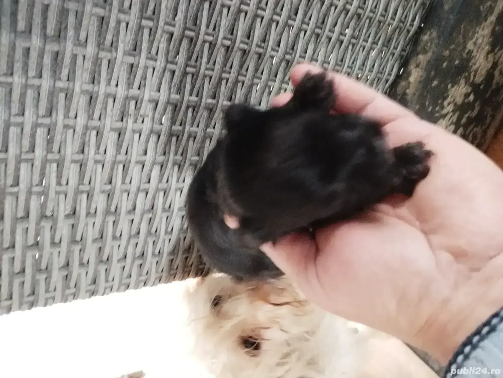 ajutati un catel bichon