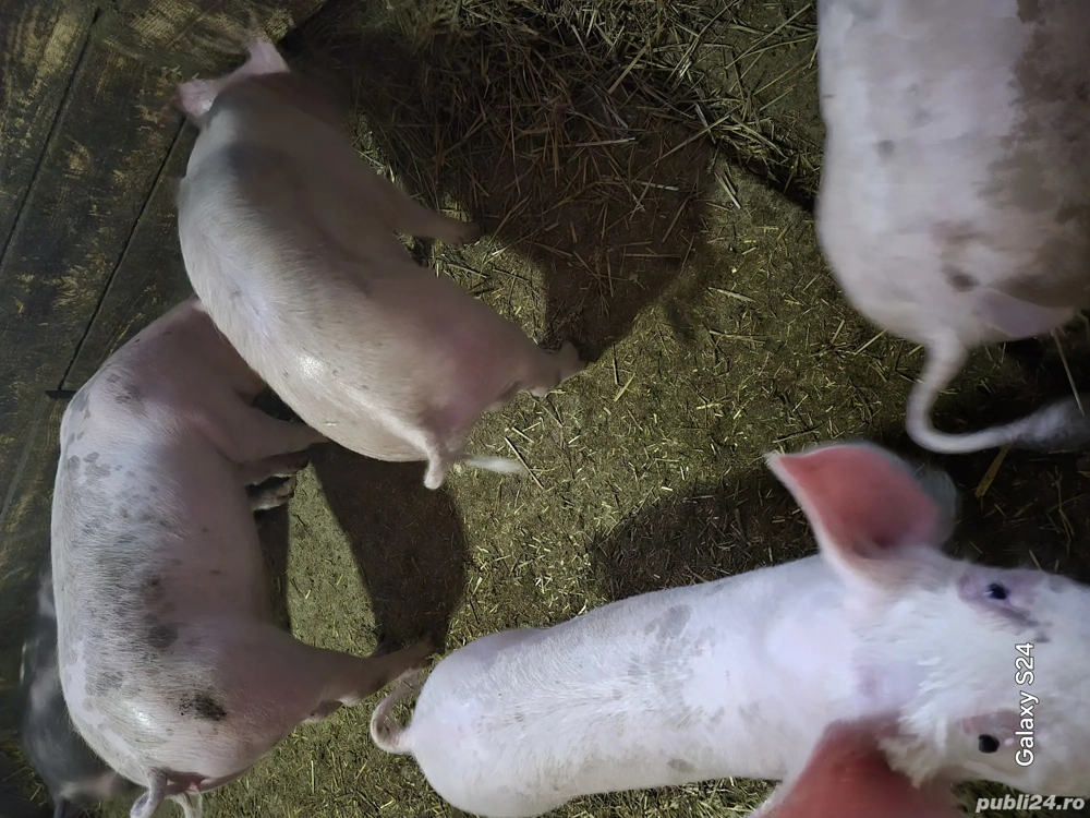 Godaci de la 30 la 45-50 kg landrace si landrace cu petrain