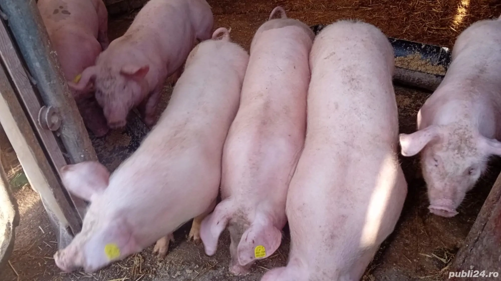 Purcei de vanzare 