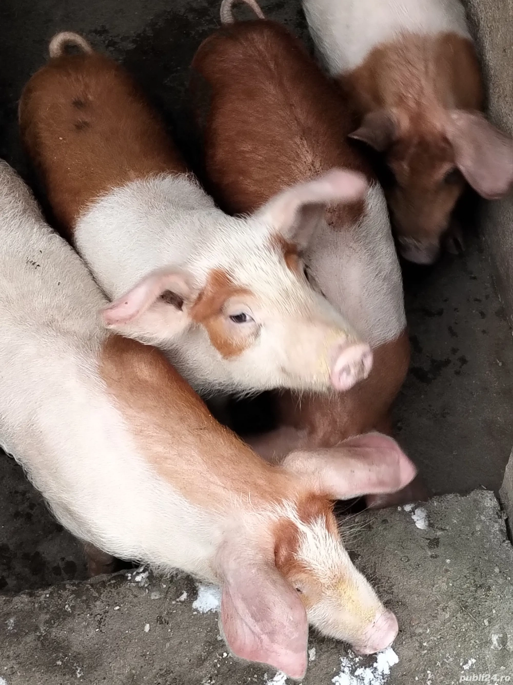 Vând 4 porci 2masculi și 2 femele de 12 săptămâni,rasă duroc, preț 400 bucata