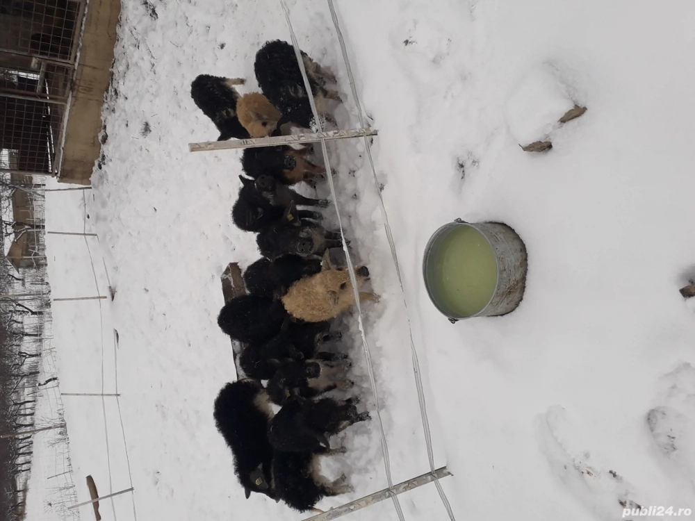 purcei si suldei mangalita.