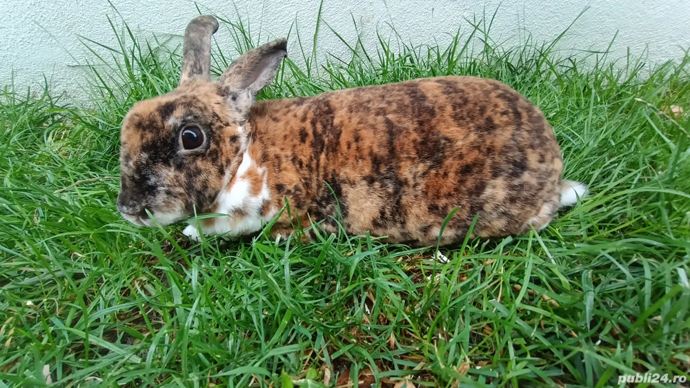 Iepuriță Rex tricolor mare 