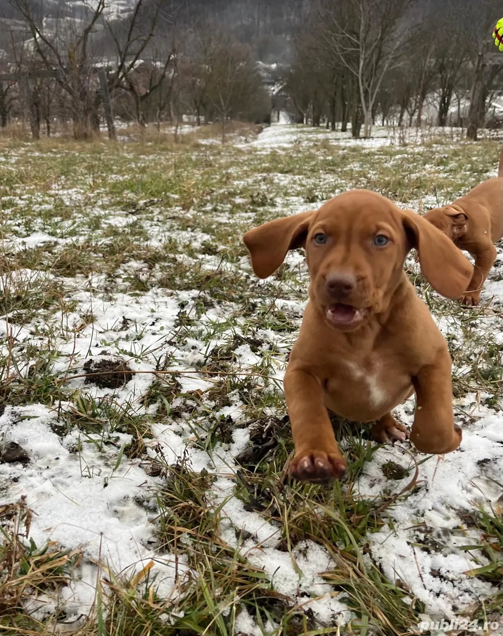 Vijla maghiară de vânzare 