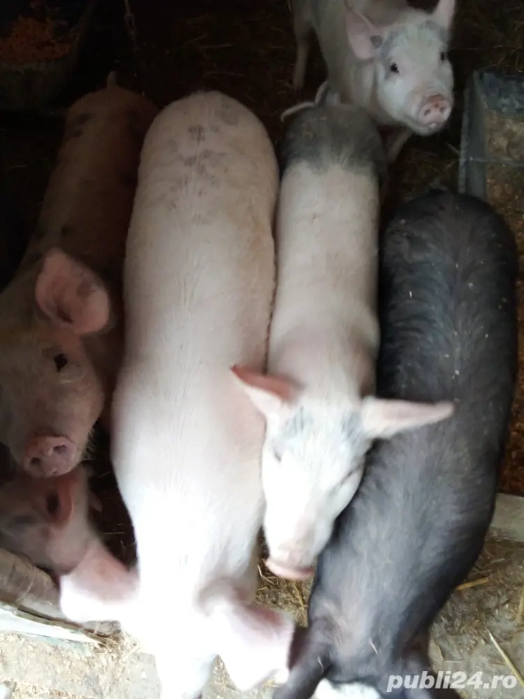 vinzari soldani 30 -40 kg tinuti cu ceriale informati la telefon   sau  