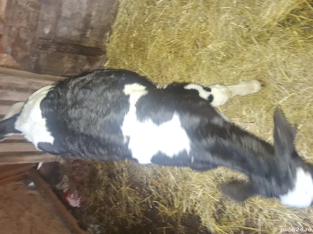 Vitel din monta artificiala