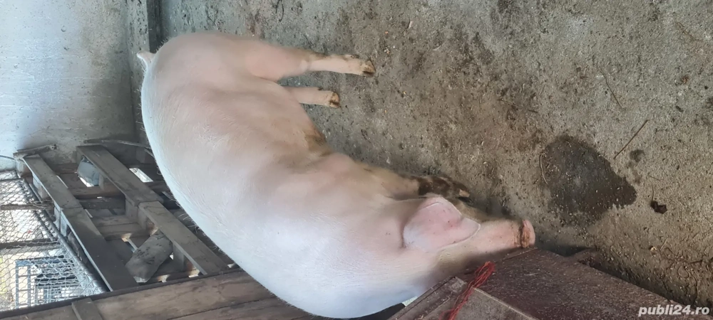 Porci pentru sacrificat 90-150kg
