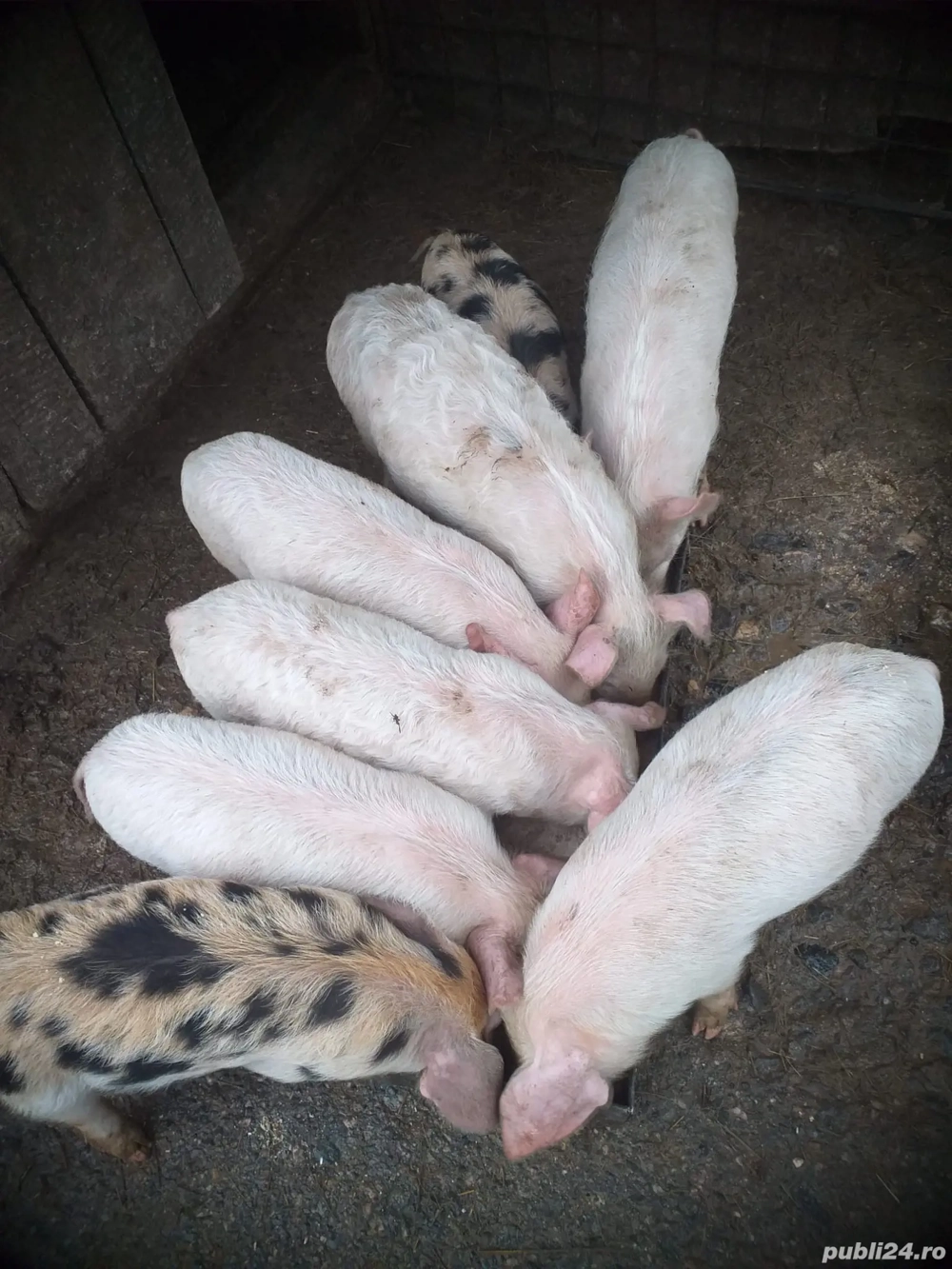 Purcei la 8 săptămâni 