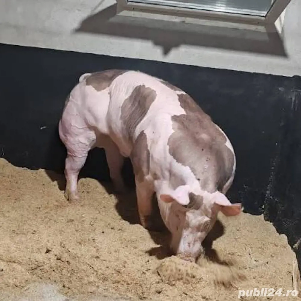 Monte artificiale la scroafe si scrofite 