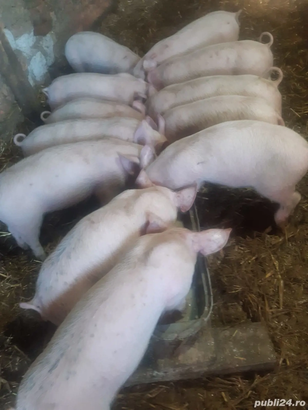 Purcelusi de vanzare, Crasna, Gorj