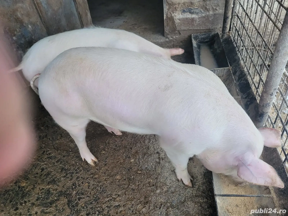 Vand porcii,Marele alb!