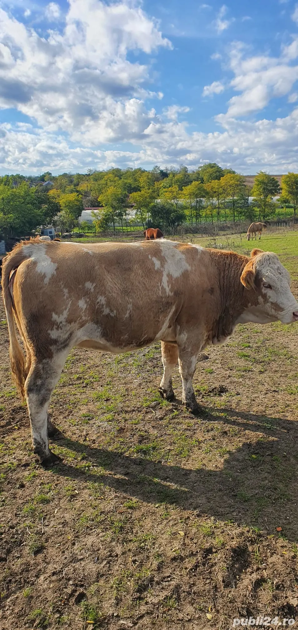 De vanzare juninci   vitele gestante