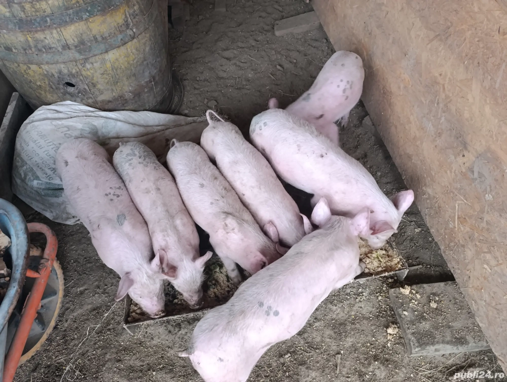 Vând purcei 2 luni jumate 