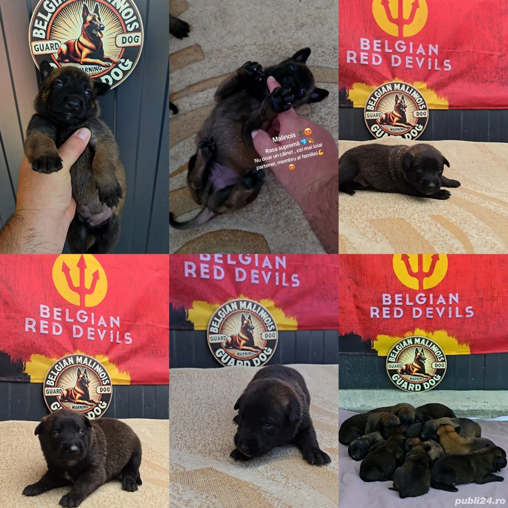 Ciobănesc belgian malinois cu certificat pedigree 