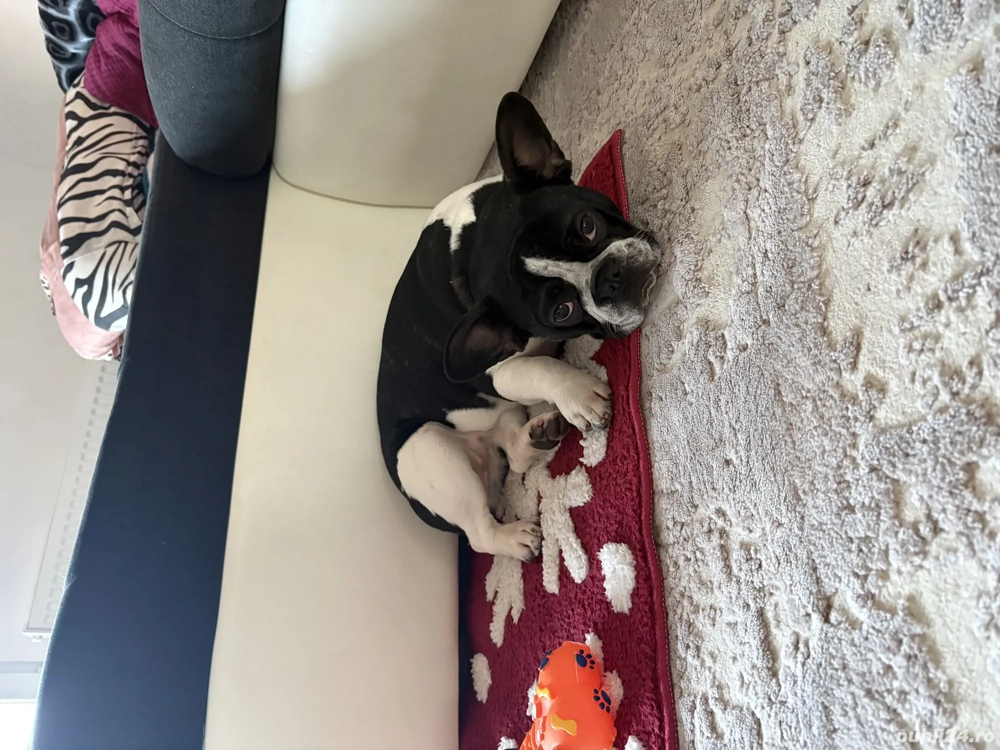 bulldog francez femelă 