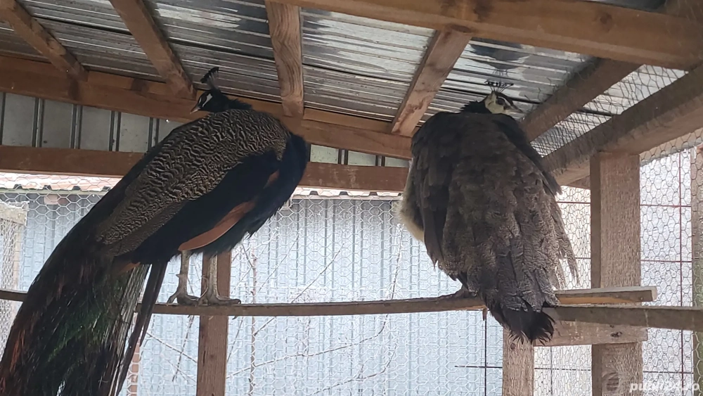 Pereche matura pauni