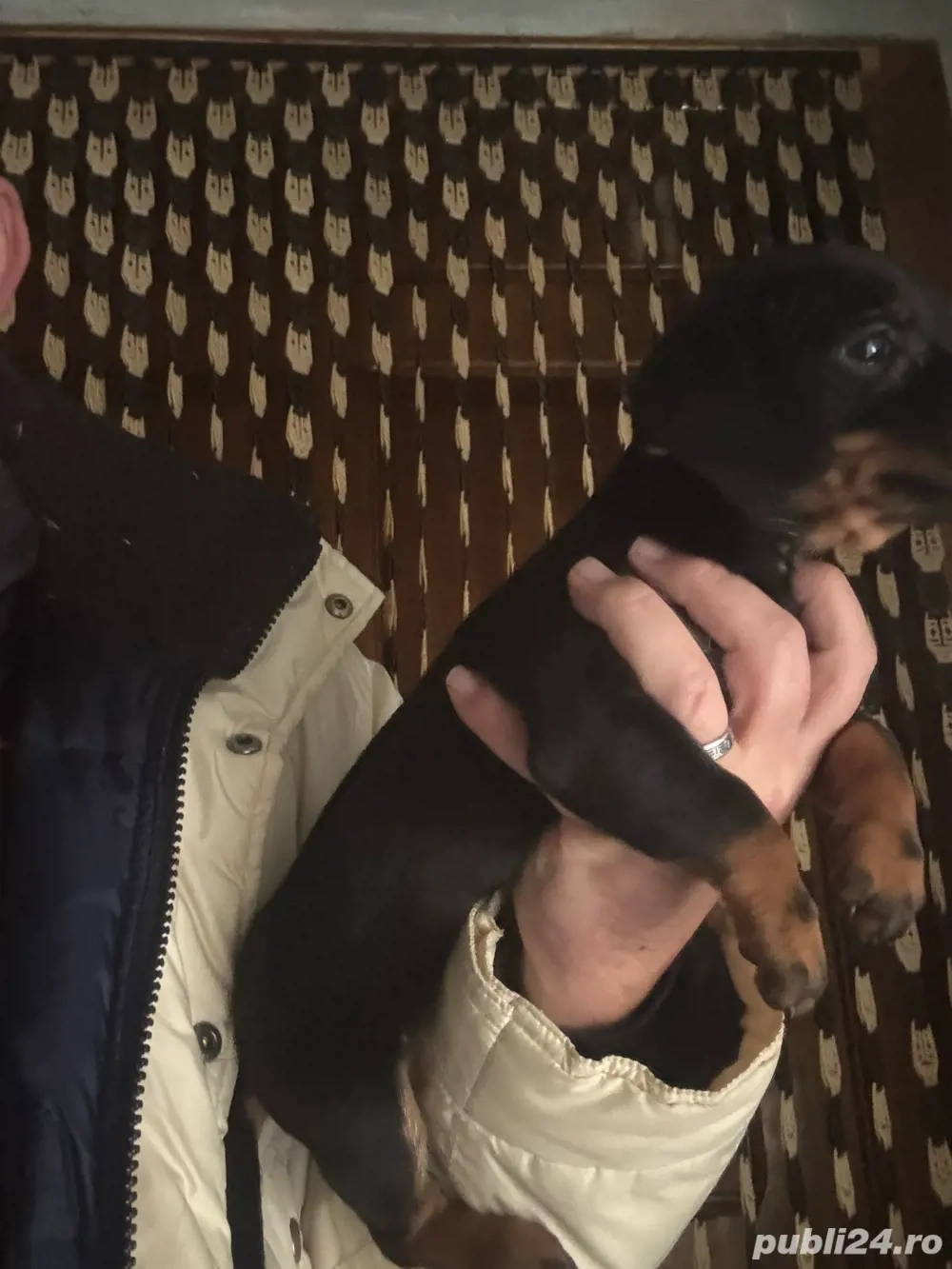 Teckel Fetita vaccinata