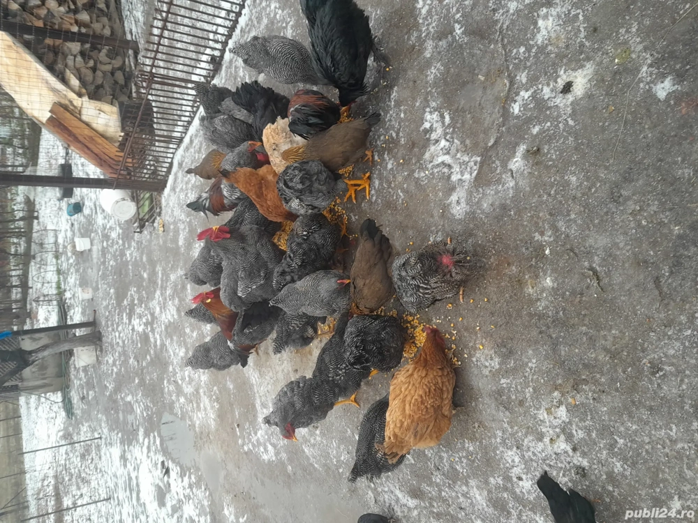 de vânzare  cocosi rasa potarniciu italian, plymont rock barat și austrolop 