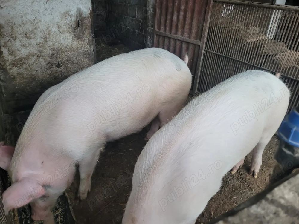 Vând porci crescuți bio!!