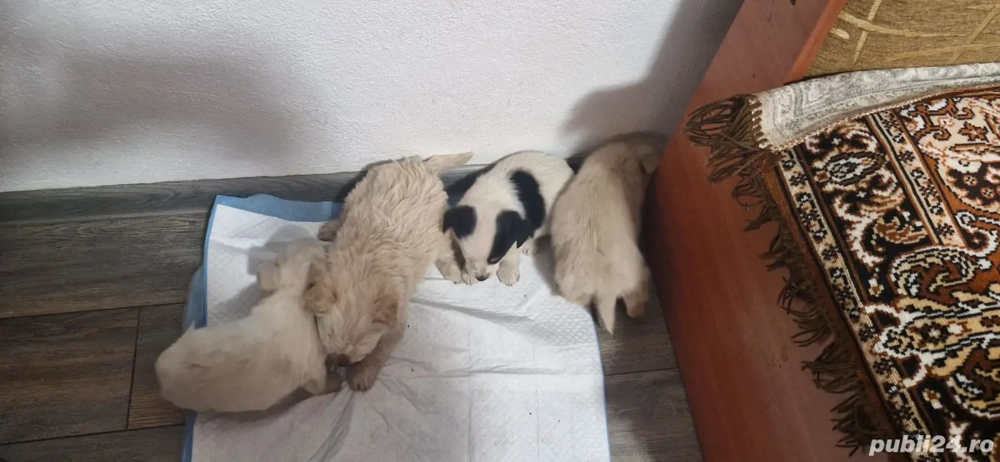 vand puiuții bishoni