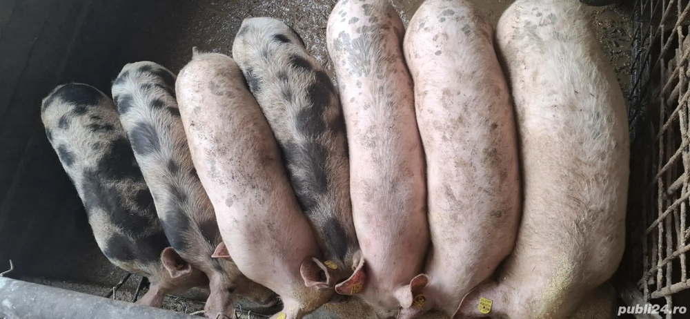 vând purcei(șoldani)