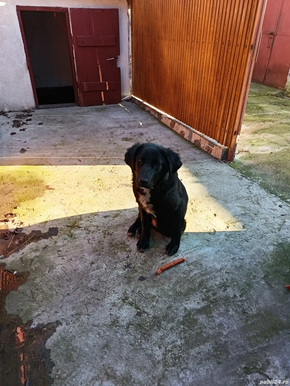 Labrador Retriever metis