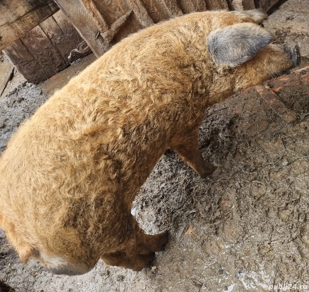 Vând vier mangalita 