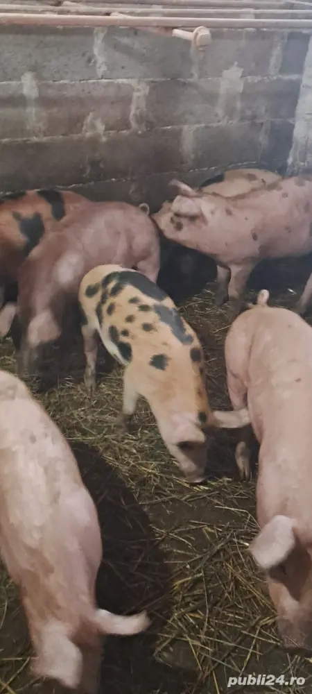 Vînd șuldei 40 _50 kg