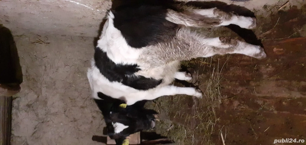 Vitel de vanzare 200 kg