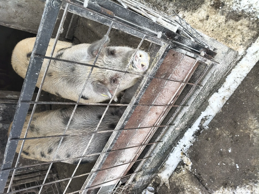 Purcelușe de vânzare