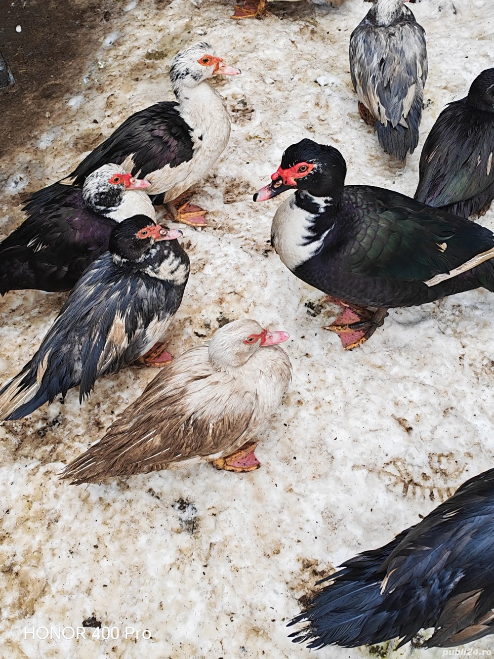 vand sau schimb rate mute 