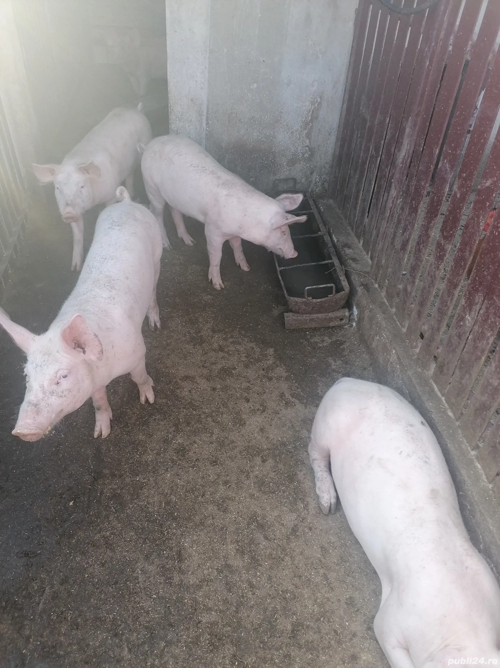 Vând purcei 50-70kg și purcea mare. 