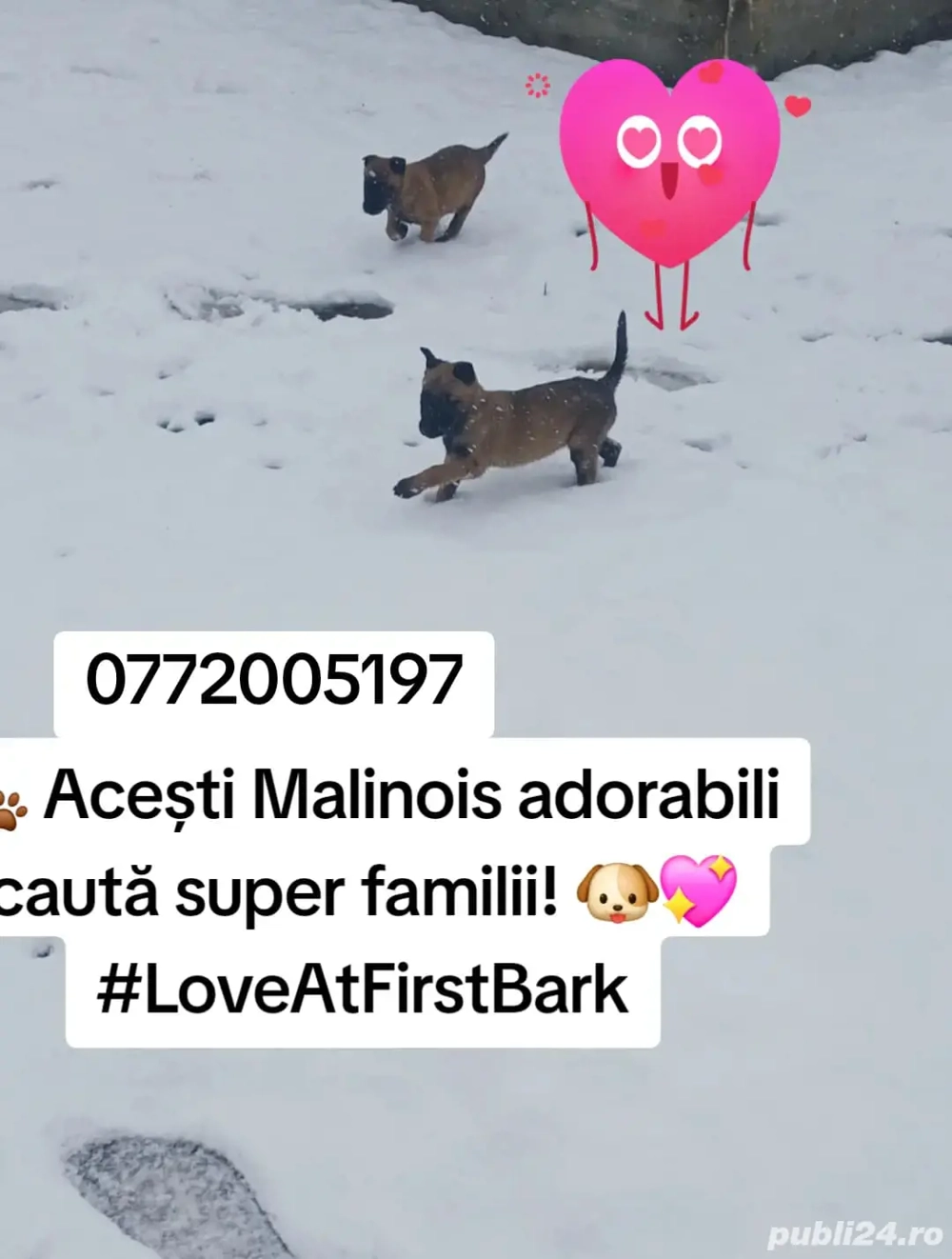 Căței ciobanesc belgian malinois disponibili