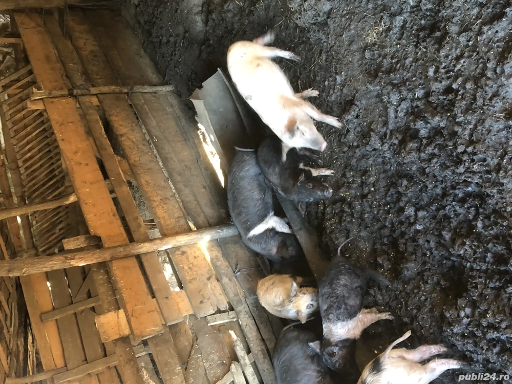 Vând purcei de saminta 