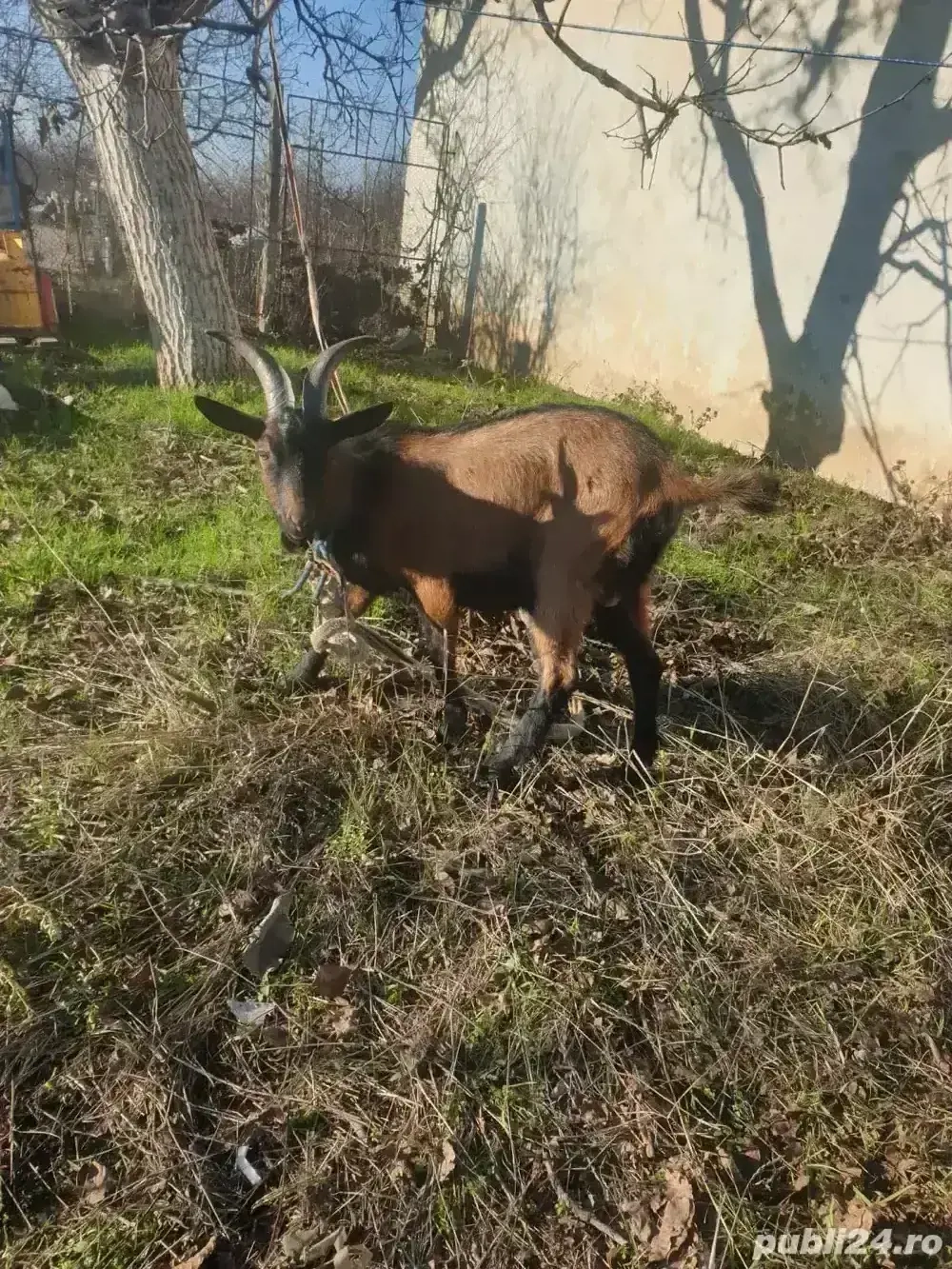 tapisor alpin francez