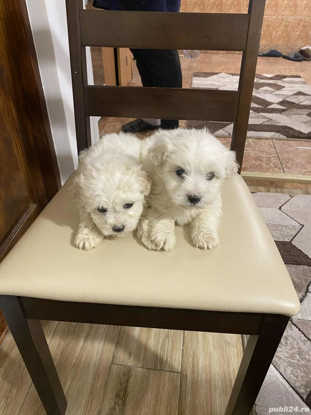 Când căței bichon 