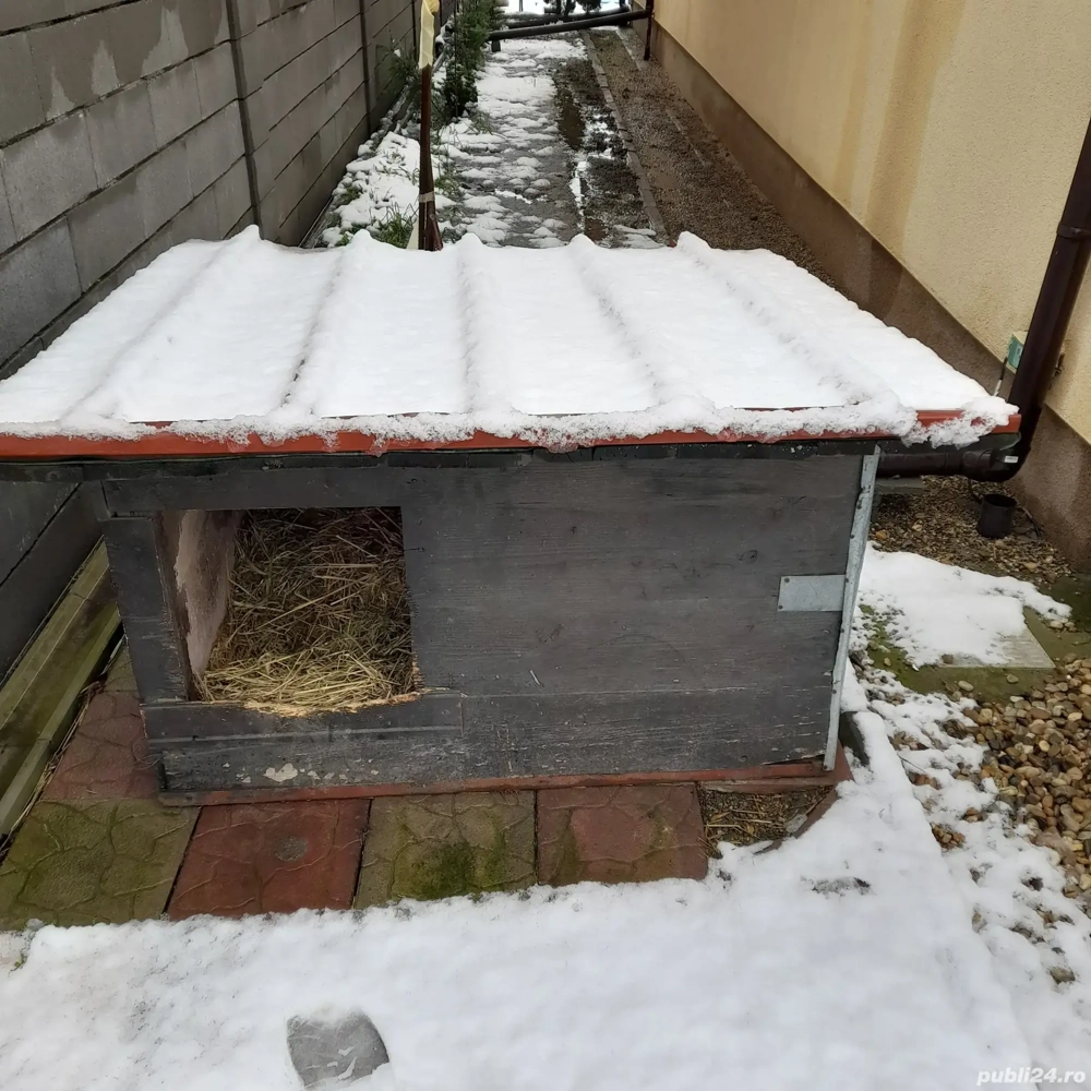 Vand cusca caine talie mare