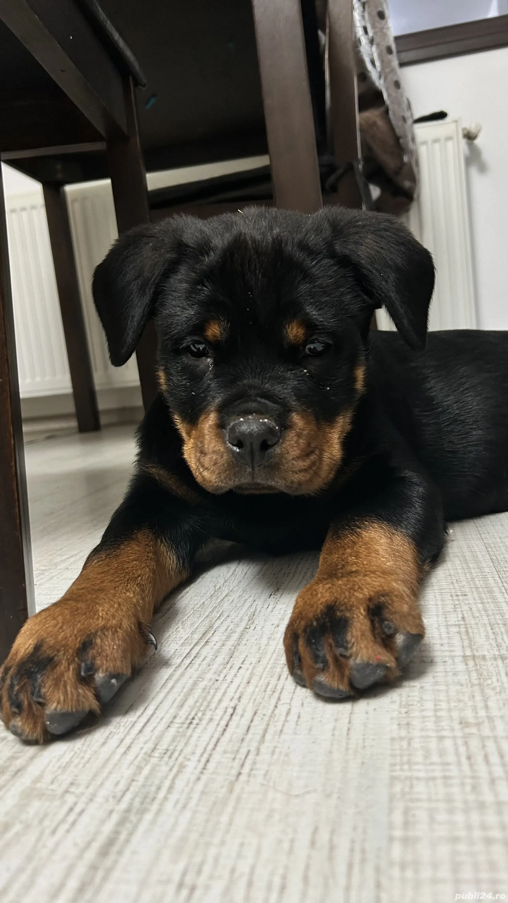 Pui de rottweiler cu pedigree 