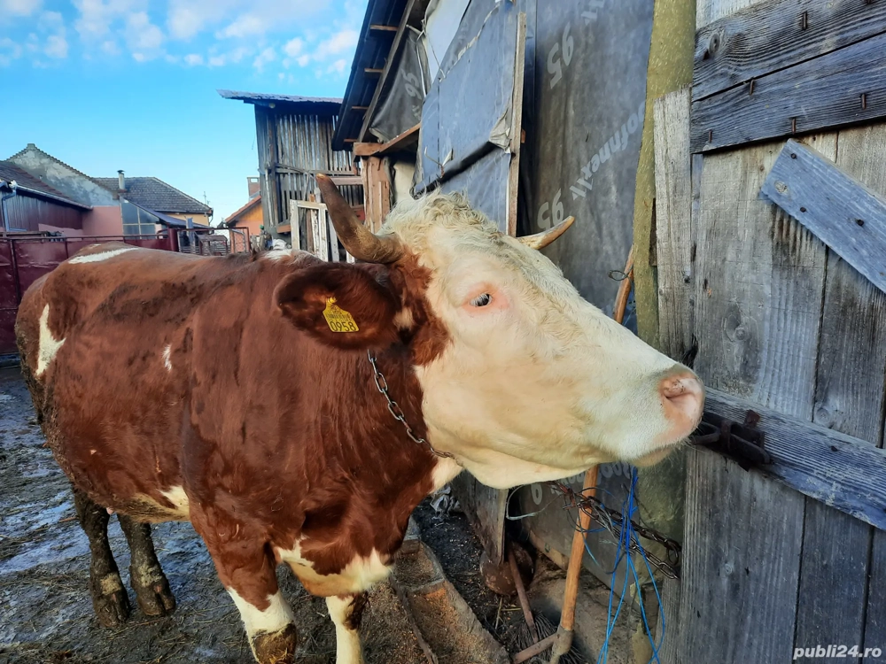 Vacă bălțată românească de vânzare 
