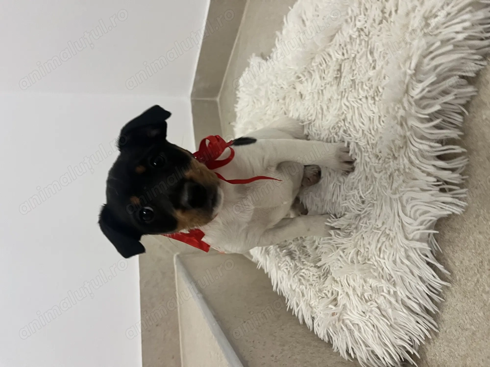 Jack Russell Terrier anti răzătoare 