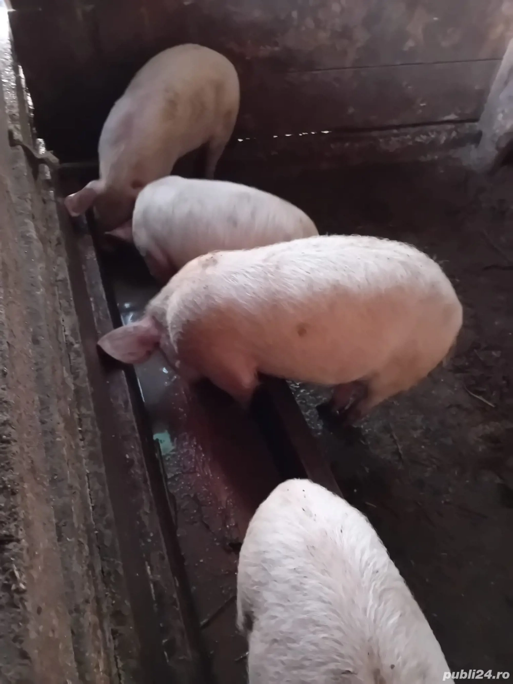 Vand 5 purcele de crescut