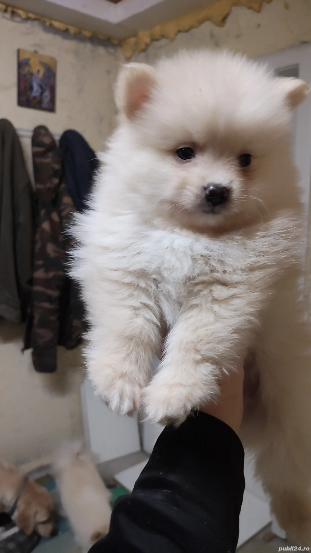 Vând pui de Pomeranian-mascul