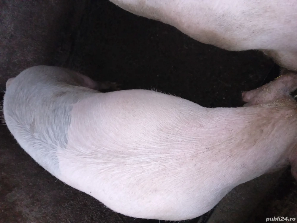 Porc gras de vanzare!