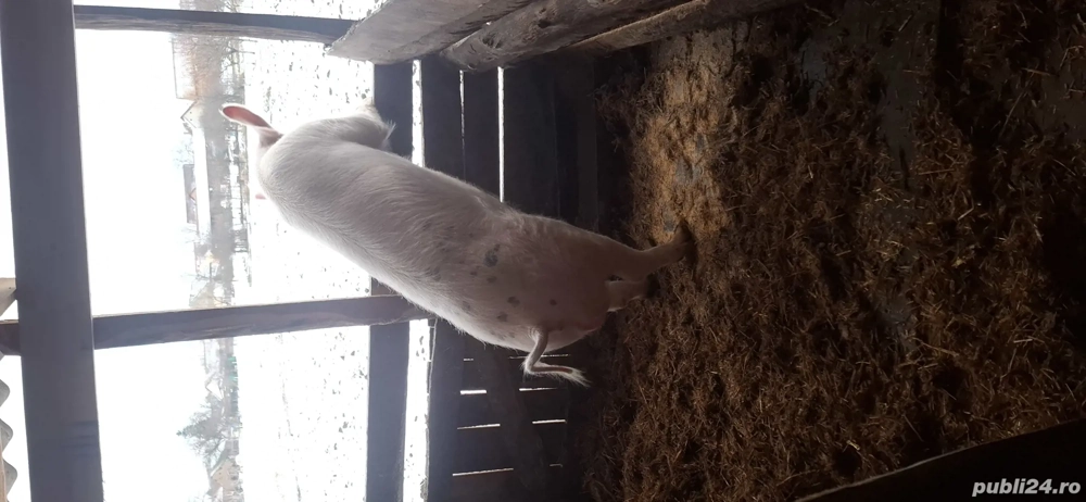 Porc de vânzare vier 