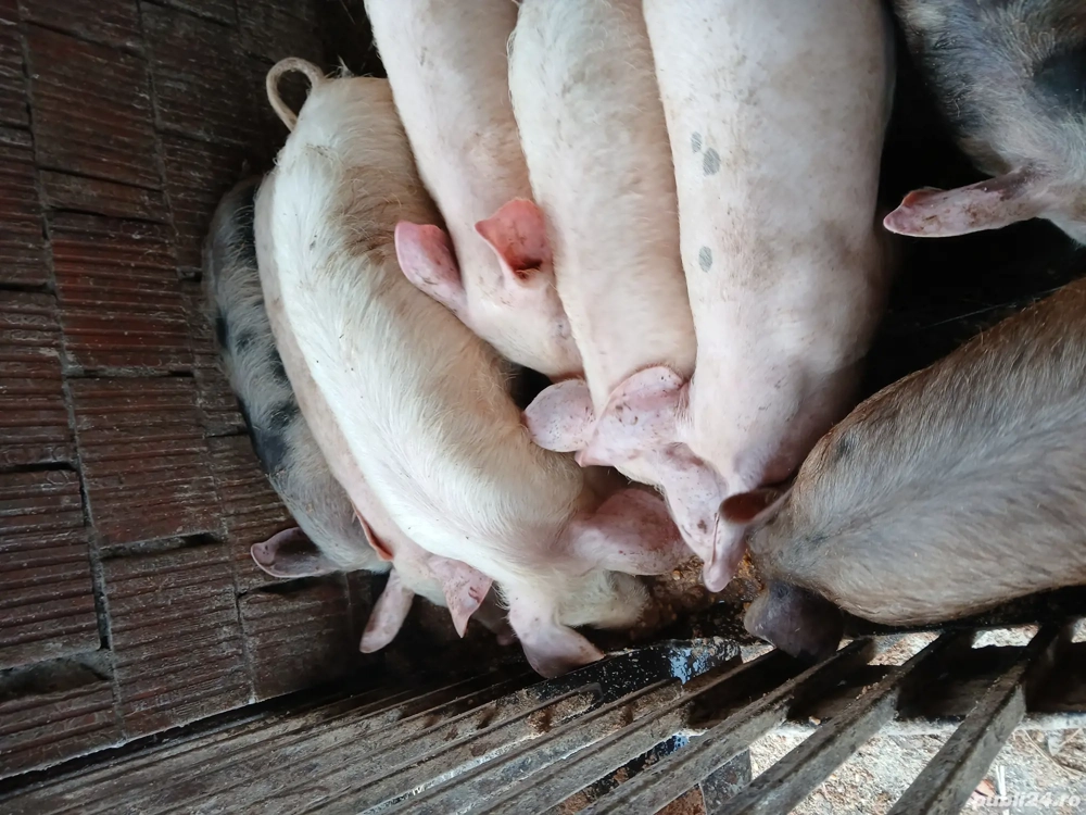 Vând purcei 500lei buc Mănăștiur timis  