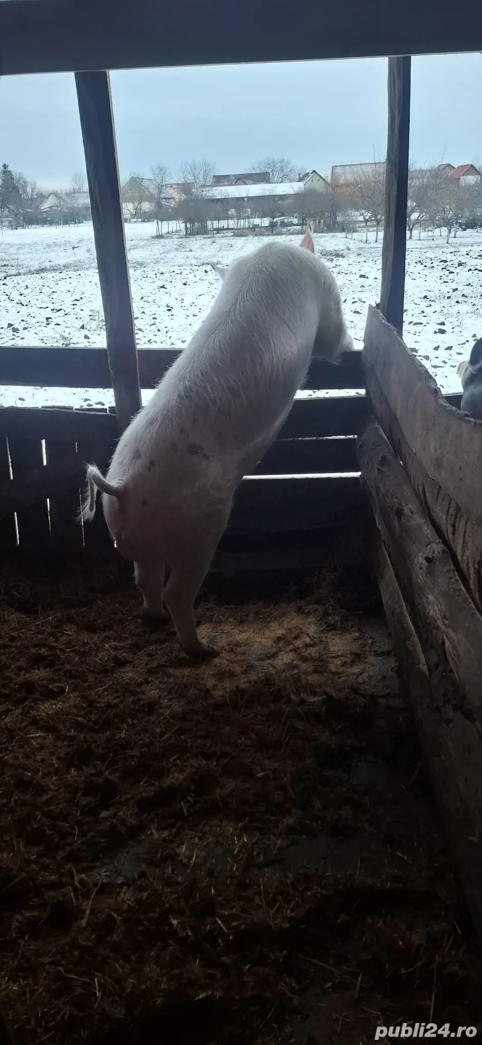 vier de vanzare rasă petriean cu landras 