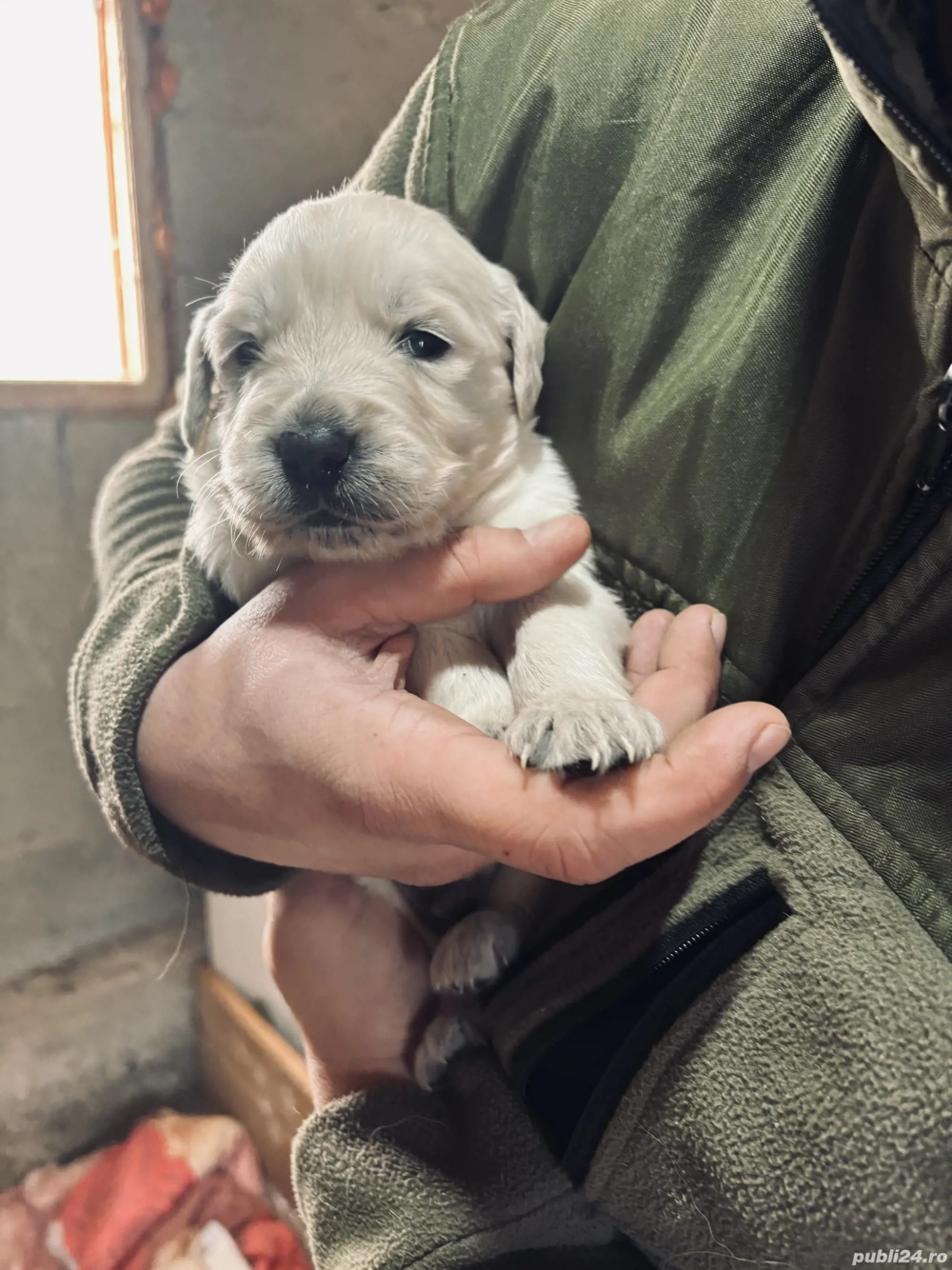 Vând Golden Retriever 